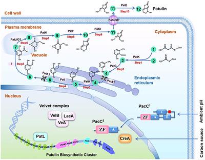 Comprehensive review on patulin and Alternaria toxins in fruit and derived products